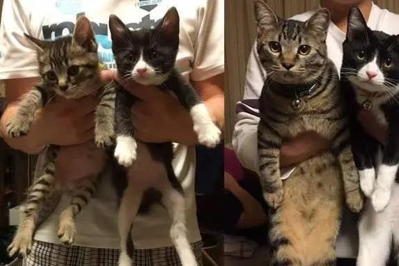 嗨牛股票 小猫咪到大胖猫，半年胖10斤，眼神咋变这么拽？