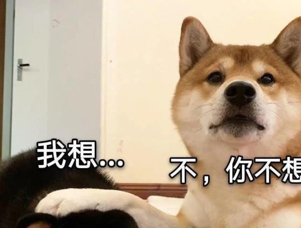 汇金财富 养狗怕麻烦？6种超省心宠物犬，有吃就活！新手也能养好