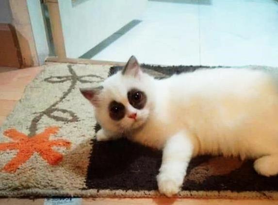 盛康优配优配 猫咪长出熊猫脸，网友笑翻天，黑眼圈藏着什么秘密？